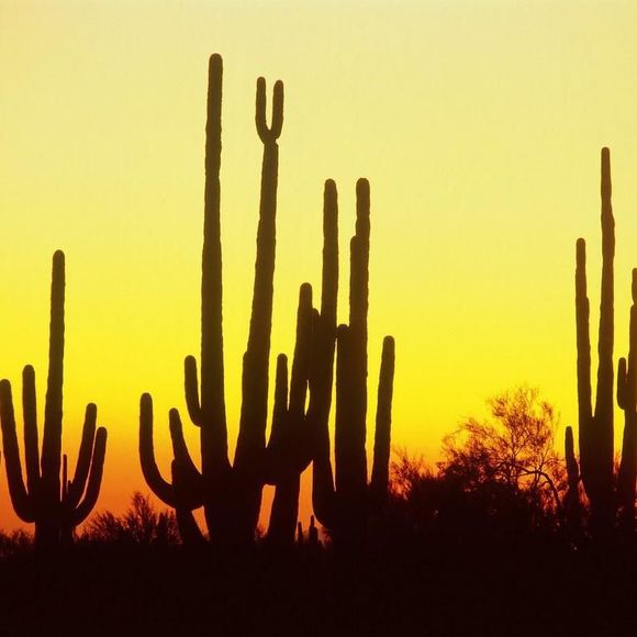 cactustpm